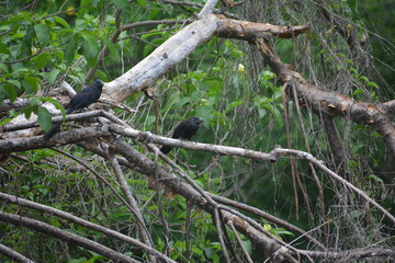 zanate en arbol seco