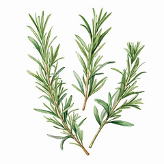 Obraz premium Rosemary watercolor illustration. Hand drawn underwater element design.