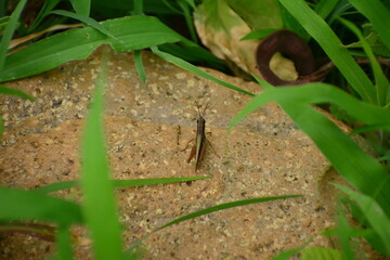 saltamontes