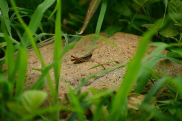 saltamontes