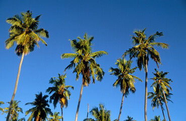 Cocos nucifera , Cocotier, Ile de la Digue, Seychelles