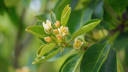 Obraz premium Clove on the tree with blooming flowers and fresh green