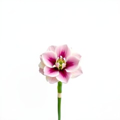Fototapeta premium A pink and white flower with a yellow center on a green stem against a plain white background