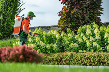 Caucasian Gardener Applying Pesticide to Blooming Hydrangeas in a Landscaped Garden on a Sunny Day