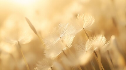 Obraz premium Close-up of dandelion seeds in golden
