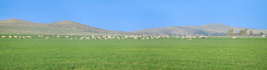 Fototapeta premium Panorama showing a green rural landscape with several sheep grazing and some hills behind