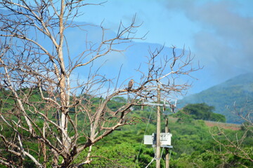Halcón