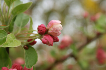 Bourgeons de cerisiers