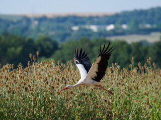 Weißstorch im Flug