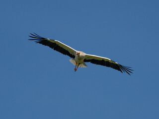 Weißstorch im Flug