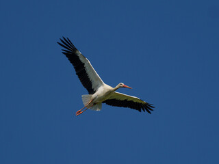 Weißstorch im Flug