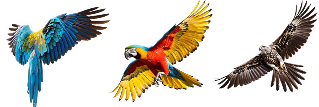 Set of various birds in flight, including a parrot, eagle, and sparrow, detailed feathers and vibrant colors, isolated on a white background