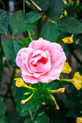 pink rose in garden