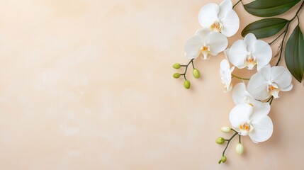 Fototapeta premium Elegant White Orchids on Soft Beige Background with Green Leaves - Minimalist Floral Arrangement for Home Decor, Nature, and Botanical Themes