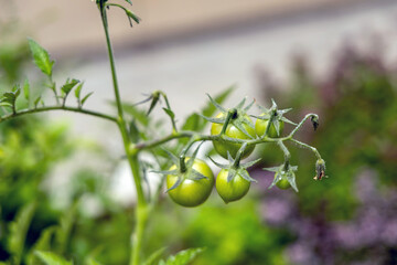 Small green tomato growing on a branch in the garden