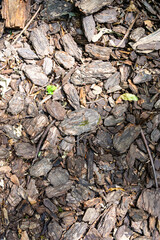 Natural Mulch Texture in a Beautifully Landscaped Area Enhances the Overall Environment