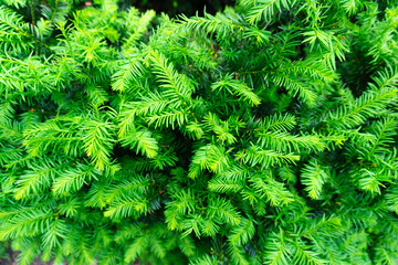 A beautiful and lush green conifer foliage background, perfect for natureinspired decor