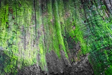 A CloseUp View of Textured Tree Bark Featuring Plush Green Moss Accentuating Natures Beauty