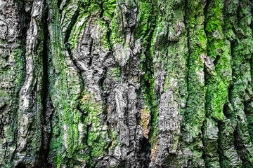 A CloseUp View of Textured Tree Bark Featuring Plush Green Moss Accentuating Natures Beauty