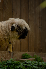 Goat with hairy coat in profile with bell around its neck