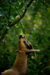 Goat eating leaves on the tree