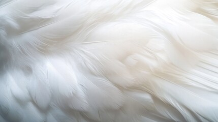 Fototapeta premium Close-up of soft white feathers with delicate texture, perfect for backgrounds and abstract art, feather texture background