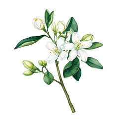 Fototapeta premium Asiatic Jasmine Watercolor illustration. Hand drawn underwater element design. Artistic vector marine design element.