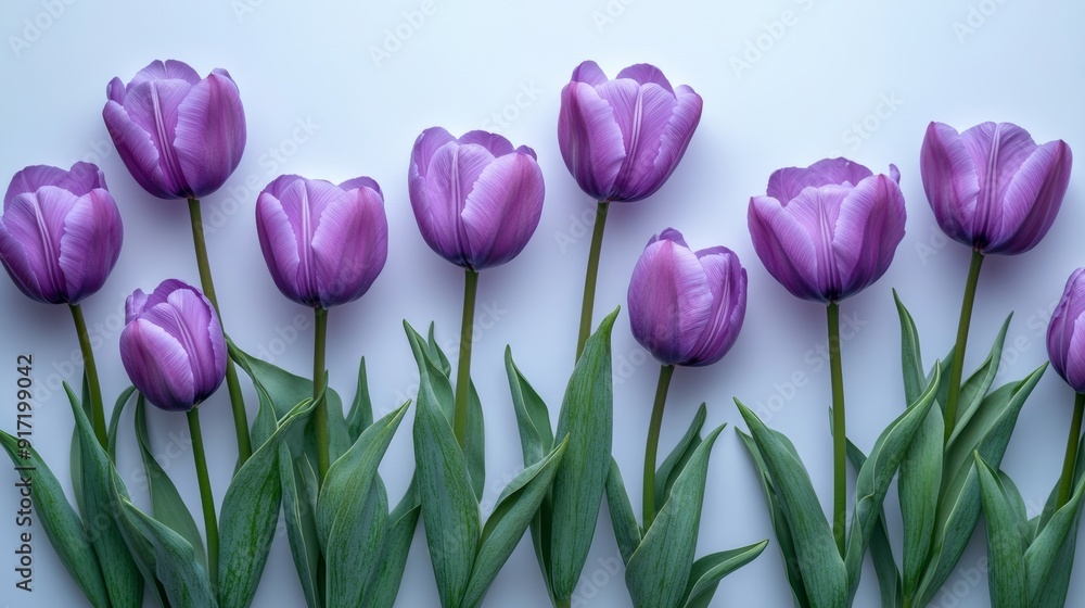 Poster Eight purple tulips in a row on