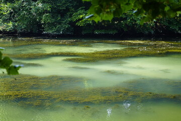 Algae formation in the water of the castle park in Bückeburg - Lower Saxony, Germany.