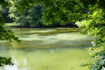 Algae formation in the water of the castle park in Bückeburg - Lower Saxony, Germany.