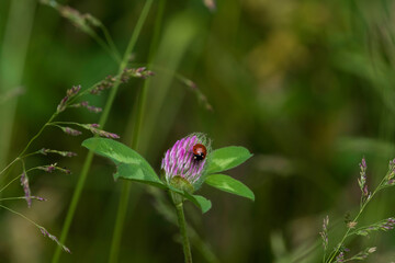 Ladybug beetle insect drinks nectar from a pink clover flower