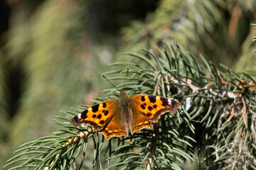 Multicolor white Insect, beautiful butterfly nymphalis vaualbum close up