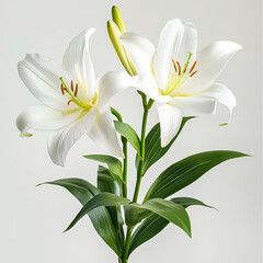 Fototapeta premium high-definition, photograph, blooming flowers, detailed, roses, tulips, orchids, sunflowers, lotuses, jasmine, lilies, daisies, cherry blossoms, peonies, crinum lilies