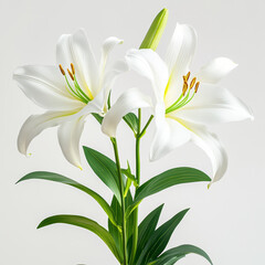 Obraz premium high-definition, photograph, blooming flowers, detailed, roses, tulips, orchids, sunflowers, lotuses, jasmine, lilies, daisies, cherry blossoms, peonies, crinum lilies, sunflower, flower, nature, yell