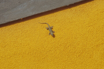 A gecko on an orange wall 