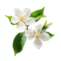 Obraz premium high-definition, photograph, blooming flowers, detailed, roses, tulips, orchids, sunflowers, lotuses, jasmine, lilies, daisies, cherry blossoms, peonies, crinum lilies