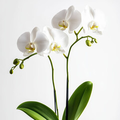 Obraz premium high-definition, photograph, blooming flowers, detailed, roses, tulips, orchids, sunflowers, lotuses, jasmine, lilies, daisies, cherry blossoms, peonies, crinum lilies