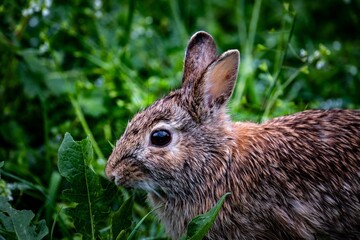 Close-up of a brown rabbit in a lush green field in Natural Park, Lombardia, Italy