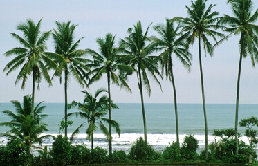 Palm Trees in Bali