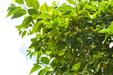 Obraz premium Green Natural leafs tree close-up background.