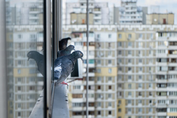 Concrete Jungle Watcher: Pigeon Overlooking Apartment Blocks