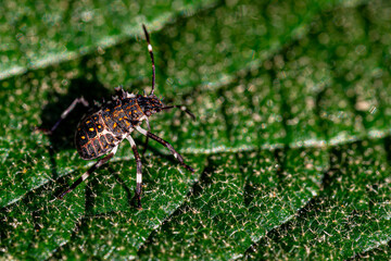 spider on a leaf