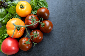 Assorted tomatoes with basil leaves on a dark background. A variety of fresh tomatoes, including red, yellow, and brown, are displayed alongside green and purple basil leaves on a dark textured