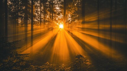 Golden hour sunlight streaming through forest