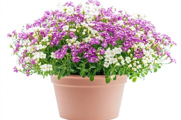 Obraz premium Colorful alyssum flowers in the pot isolated on a white background 