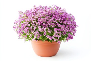 Obraz premium Colorful alyssum flowers in the pot isolated on a white background 