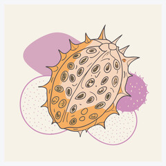 African Cucumber Vector Illustration