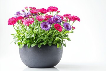 Colorful bachelor button flowers in the pot isolated on a white background  