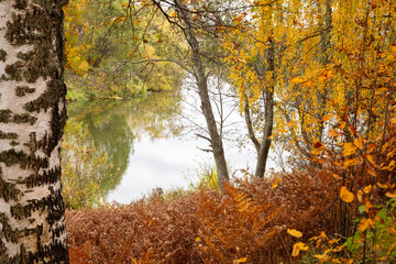 Autumn forest on the river bank. Forest river in autumn. Autumn forest river. Autumn river forest landscape