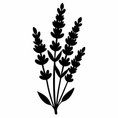 Lavender Black silhouette